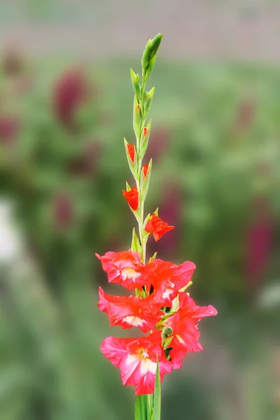 Fleur Rose Gladiole Rencontre Soleil Matin Réjouit Été Belle Fleur — Photo