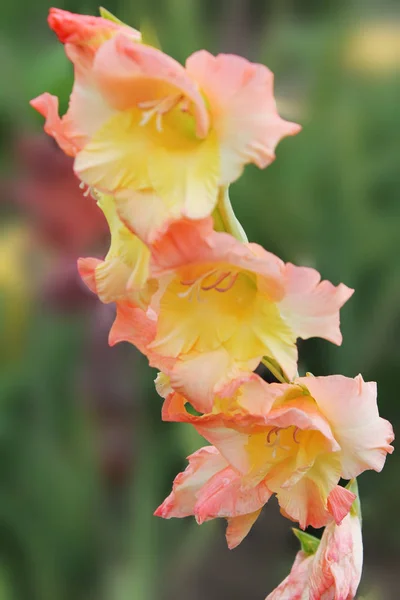 The yellow-pink flower of gladiolus meets the morning sun and rejoices in summer. beautiful gladiolus flower isolated on green background