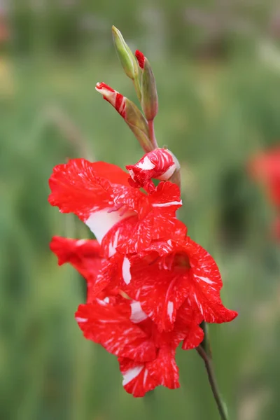 Red Flower Gladiolus Meets Morning Sun Rejoices Summer Beautiful Gladiolus — Stock Photo, Image