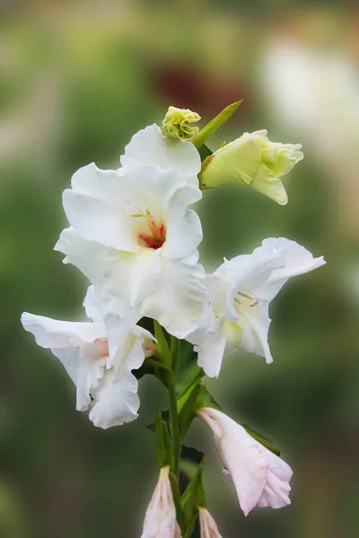 Gladíolo Branco Flor Banha Orvalho Manhã Canteiro Flores Bela Flor — Fotografia de Stock