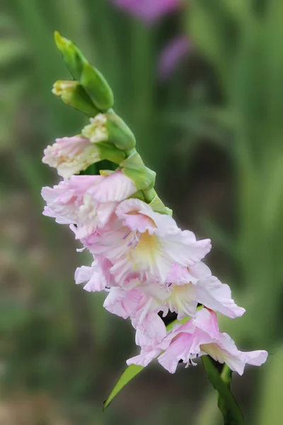 Květina Bílá Růžová Mečík Záhonu Botanická Zahrada Krásný Mečík Květina — Stock fotografie