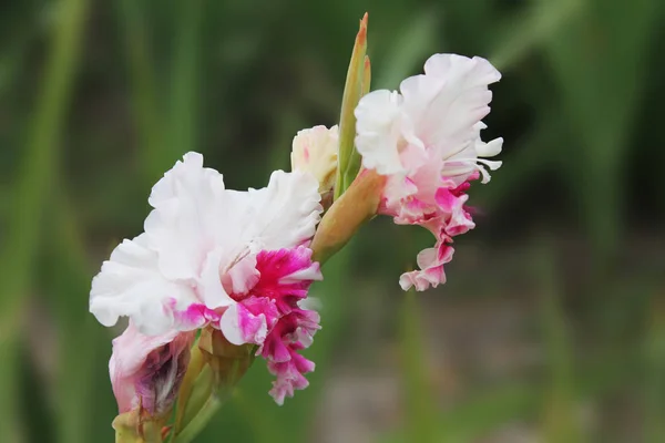 Kupats Fleurs Gladiole Blanc Rouge Matin Rosée Sur Lit Fleurs — Photo