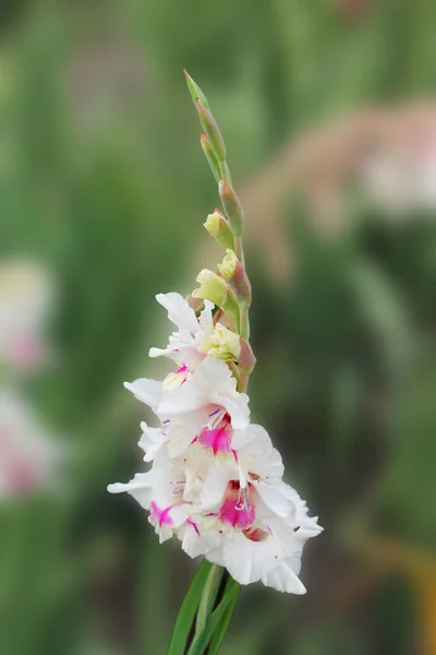 Uma Flor Gladíolo Branco Vermelho Está Canteiro Flores Jardim Botânico — Fotografia de Stock