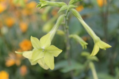  ışık yeşil çan güneşe gülümseyen. Yalıtılmış bir arka plan üzerinde ışık yeşil çanları.