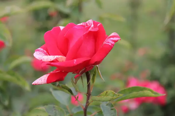 Pink Rose Rests Basks Warm Sun Branches Pink Rose Light — Stock Photo, Image