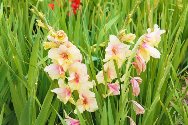 White Gladiolus Rest Warm Themselves Warm Sun White Gladiolus Branches — Stock Photo, Image