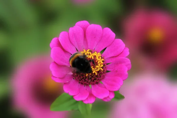 Бамблби Собирает Нектар Цветок Циния Изящный Цветок Циньи Изящный Изолированном — стоковое фото