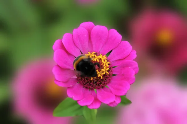 Hommel Verzamelt Nectar Een Bloem Van Een Sierlijke Tsinii Een — Stockfoto