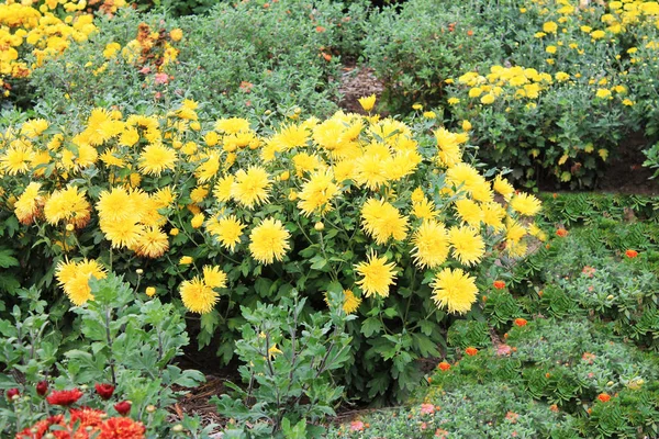 Bush Amarelo Asters Feliz Verão Asters Arbusto Fundo Verde Isolado — Fotografia de Stock