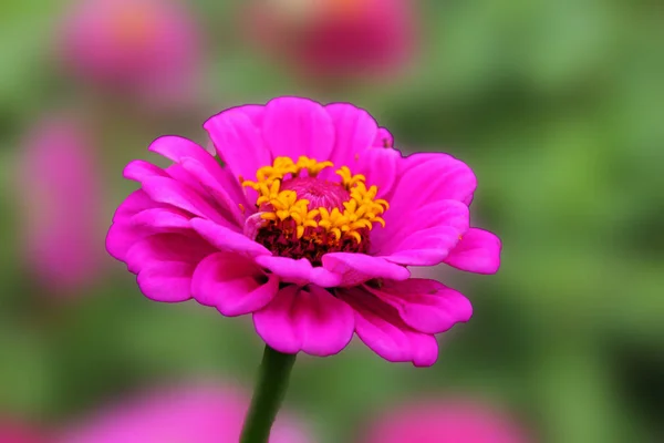 Rosa Flor Zinnia Regocija Verano Rosa Flor Sobre Fondo Verde — Foto de Stock