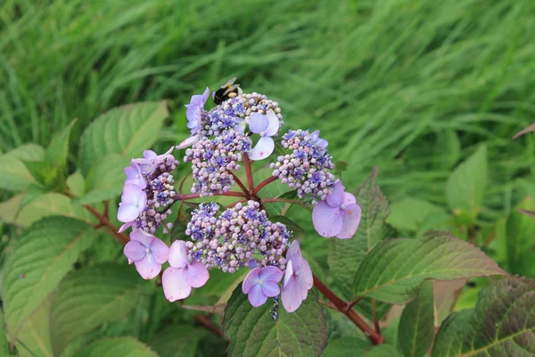 Blauwe Hortensia Bloem Glimlach Naar Zon Hortensia Bloem Een Geïsoleerde — Stockfoto