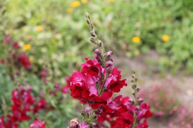 Güzel ihale Kırmızı Glayöl tatlı yaz şarkı söyler. Yalıtılmış bir arka plan üzerinde Kırmızı Glayöl