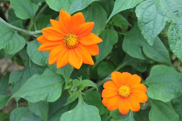 Due Fiori Del Crisantemo Cinese Sorridono Sole Crisantemo Cinese Fiore — Foto Stock