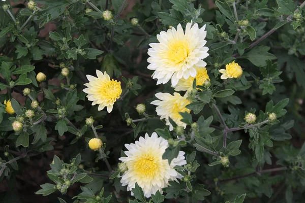 Weiße Aster Blüten Lächeln Die Sonne Weiße Aster Blüten Auf — Stockfoto