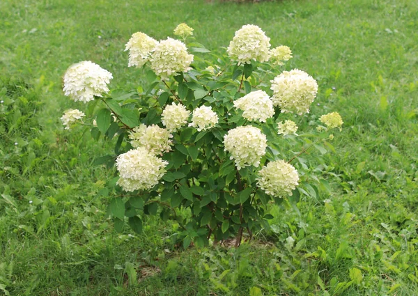 White hydrangeas are welcoming friends to the ball. White hydrangea flowers on an isolated background