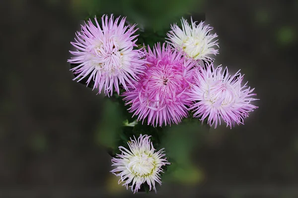 Groot Sky Kwartet Van Paarse Asters Zingt Een Lied Van — Stockfoto