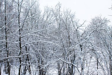 Kış. Noel ve yeni yıl. Derin orman karla kaplı. Kış manzarası