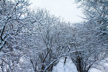 Kış. Noel ve yeni yıl. Kar ve orman derin bir köşesinde gizem gizemli. Kış manzarası