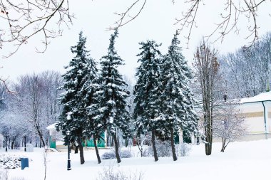 Kış. Noel ve yeni yıl. Karla kaplı Göknar dörtlüsü. Kış manzarası