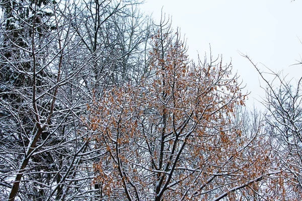 Winter. Christmas and New Year. Last year's foliage is covered with a hedgehog. Winter landscape