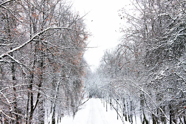 Winter. Christmas and New Year. Snow alley. Winter landscape