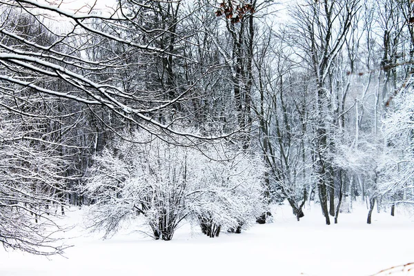 Winter. Christmas and New Year. Snow-covered bushes and trees rejoice in winter. Winter landscape