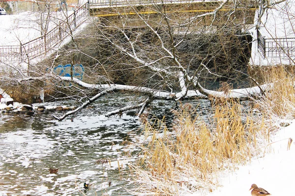 Winter. Christmas and New Year. The tree bent over the river under the weight of a snow blanket. Winter landscape