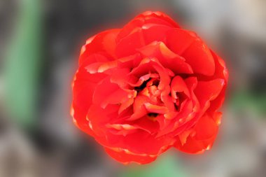 açık yeşil arka planda parlak kırmızı lale