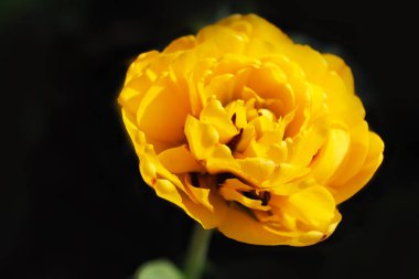 koyu yeşil arka plan üzerinde parlak sarı lale