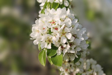 açık yeşil bir arka plan üzerinde parlak beyaz kiraz çiçek hayat sevinir