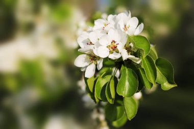 Çiçekli. Sabah bahar bahçesinde elma çiçekleri ile güzel beyaz dal