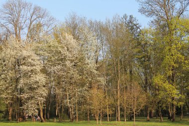 bahar bahçesinde uzun kiraz çiçek