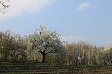 Parlak çiçeklenmeve bahar su basks güzel bir elma ağacı çiçekleri