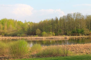 Bahar manzarası. Taze bahar yaprakları nehrin aynasında flaunts.