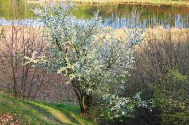 armut parlak beyaz çiçekler bahar gölet yansıyan
