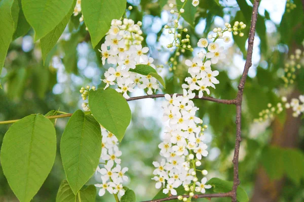 Bright White Bird Cherry Light Green Background Rejoicing Life — Stock Photo, Image