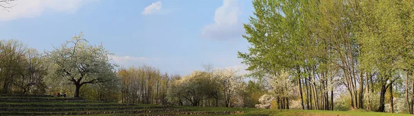 盛开的花园全景 — 图库照片