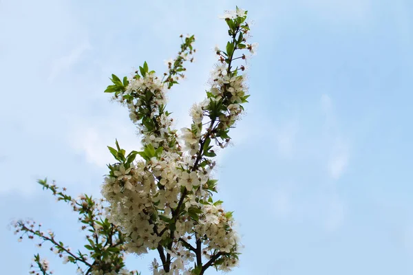 Kwitnienia Piękny Biały Oddział Kwiatami Gruszek Śliwek Ogrodzie Wiosennym Rano — Zdjęcie stockowe