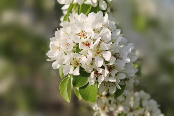 Helder Witte Kersen Bloem Een Licht Groene Achtergrond Verheugt Het — Stockfoto