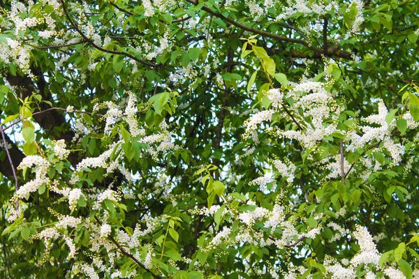 Kwitnienia Piękny Dywan Białego Wiśniowego Kwiatów Wiosennym Ogrodzie Rano — Zdjęcie stockowe