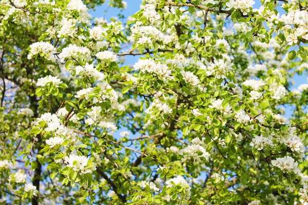 Kwitnienia Piękny Dywan Białego Jabłka Drzewa Kwiatów Wiosennym Ogrodzie Rano — Zdjęcie stockowe