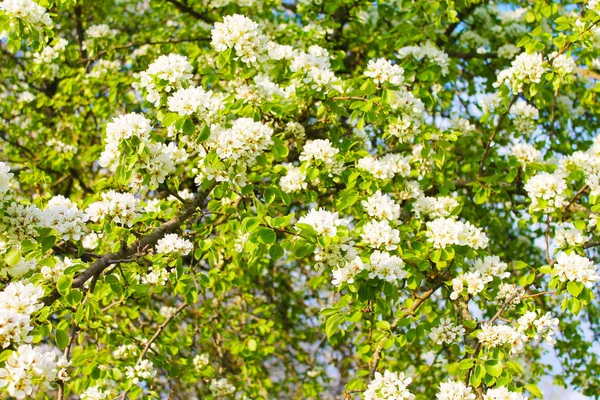 Flowering Beautiful Carpet White Apple Tree Flowers Morning Spring Garden — Stock Photo, Image