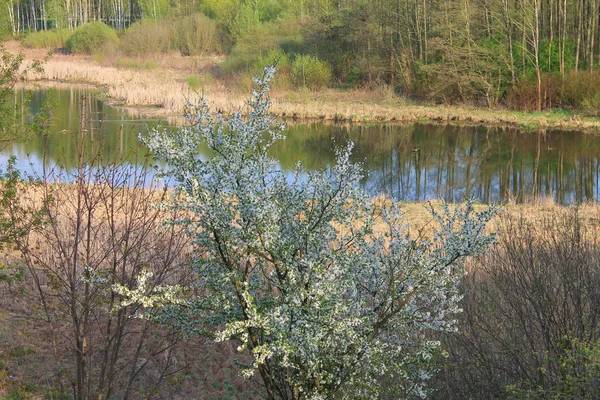 Pere Înfloritoare Reflectată Suprafața Unui Râu Din Sat — Fotografie, imagine de stoc