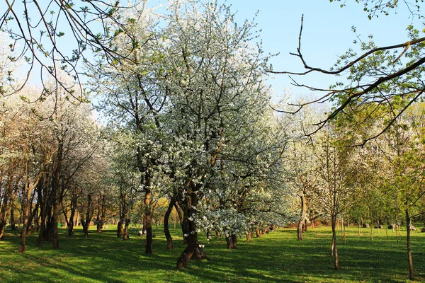 Bloeiende Appels Peren Pruimen Kersen Lente Tuin — Stockfoto