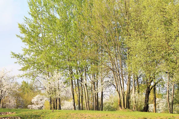 Světlý Zelený Mladý Listoví Jasném Slunci — Stock fotografie