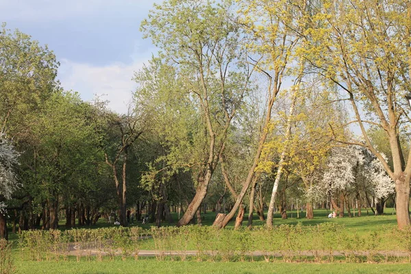 Het Lente Gebladerte Pronken Zon Een Stadspark Lente Landschap Verven — Stockfoto