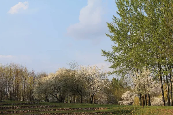 春天城市公园的春天樱桃和李子 — 图库照片
