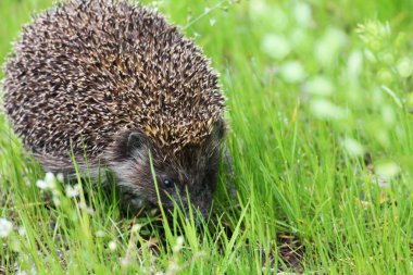 Wild, native, European hedgehog in woodland habitat, emerging from hibernation in Springtime with green moss and leaves. Hedgehog, Scientific name Erinaceus Europaeus.Horizontal. Space for copy.