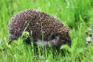 . A beautiful, spiny little hedgehog walks in the green spring grass.