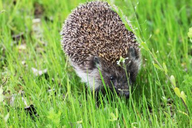 A beautiful little hedgehog is looking for delicious food for a hedgehog in the green spring grass.